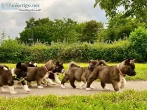AKC BEAUTIFUL FEMALE AKITA