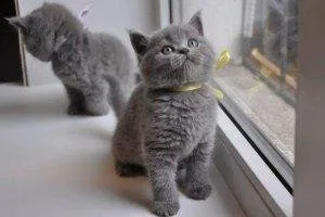 Russian Blue Gorgeous Blue coat Kittens