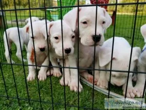 Dogo Argentino puppies