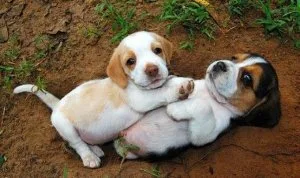 Beagle Puppies For Sale
