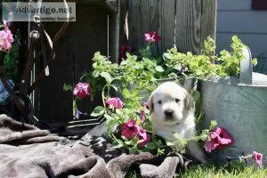 AKC LAB PUPPIES