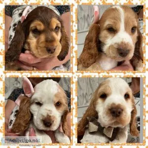 Kc Show cocker spaniel puppies READY NOW