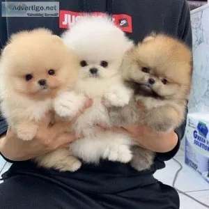 AKC Pomeranian Puppies available