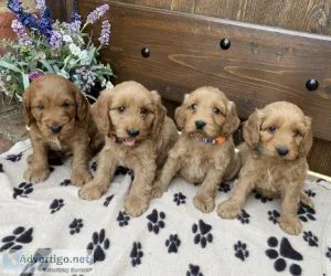 Exceptional F1 Cockapoodle Pups (