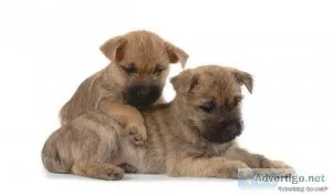 Cairn Terrier Puppies AKC puppies