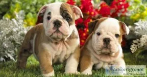 Intelligent English Bulldog Puppies