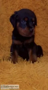 German Rottweilers