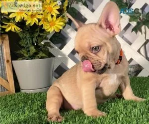 FRENCH BULLDOG PUPPIES