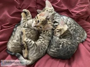 Healthy Purebred Bengal Kittens kitten from TICA RegisteredParen