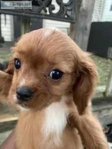 Cava Poo puppies