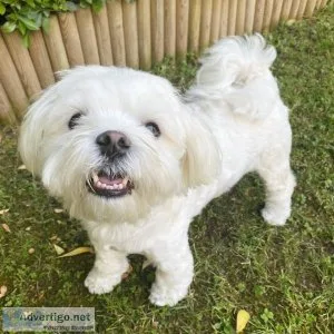 Maltees puppie