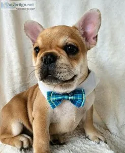 Akc french bulldog puppy