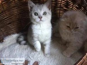 Beautiful Baby Scottish Fold Kittens available
