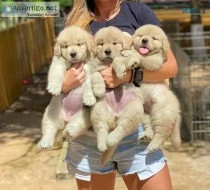 AKC Female Golden Retriever Puppies