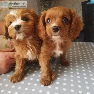 Well Socialized Cavapoo Puppies