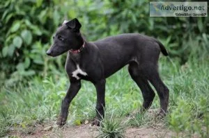 Greyhound Puppies