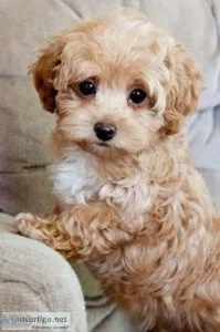 ToyMini Poodles Health Guarantee