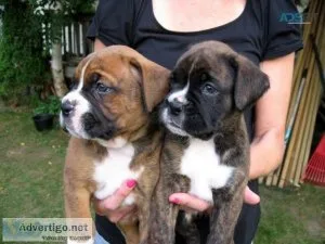 AKC Boxer puppies for sale