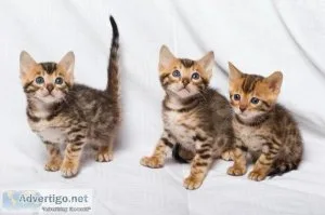NewElite Bengal kitten from Europe