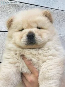 7 Stunning Chowchow puppy Bears  for saleGive a Pet a Forever Ho