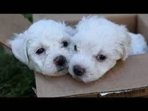 Adorable Toy Bichon Puppies