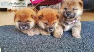 Nice and Healthy Shiba Inu Puppies Available