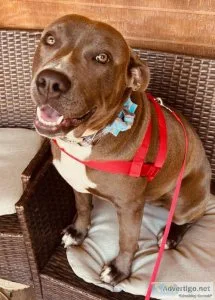 Rehoming pit bull puppy