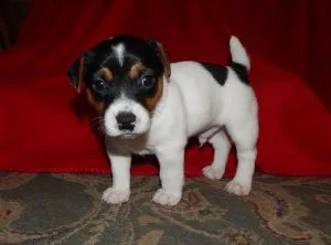 Jack Russell Terrier Puppies
