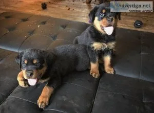 Rottweiler puppies Needs a New Family
