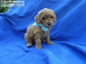 Toy Poodle Puppies