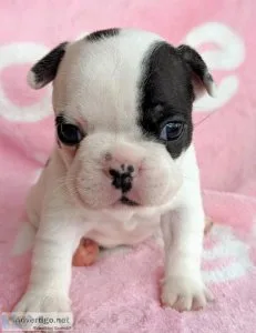 French Bulldog Puppies Available