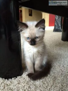 Balinese kitten for sale