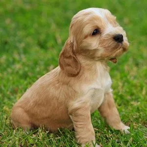 AKC Cocker Spaniel Puppies