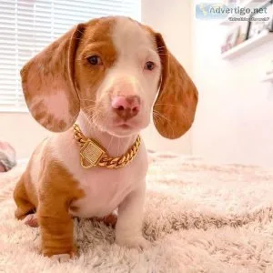 Amazing Dachshund Puppies Ready