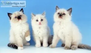 Ragdoll Kittens for sale