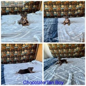 Miniature Pinscher Puppies