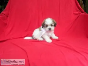 Morkie Puppies
