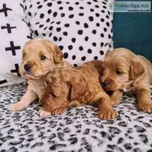 Available Cavapoo Puppies
