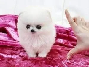 Teddy Bear Pomeranian Pups