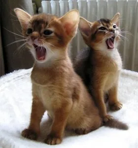 Abyssinian kittens for sale