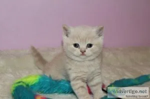 Scottish Straight Female Kittens