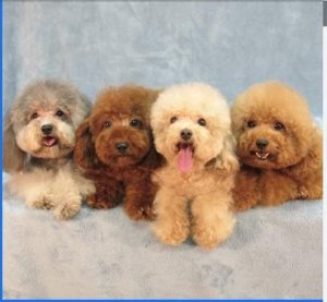 Looking for The Best Dog bath in Lakefield