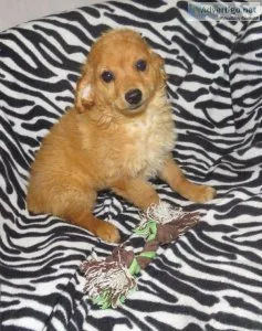 Mini Goldendoodle puppy