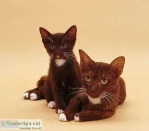 Beautiful Havana kittens available