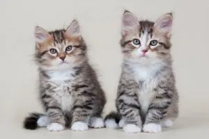 European Siberian kitten