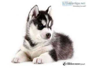 Siberian Husky Puppy For Sale