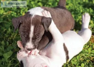 Putty Trained Pitbull Puppies Available