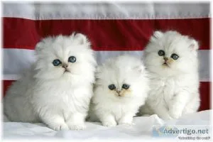 CFA Registered Purebred Persian Kittens