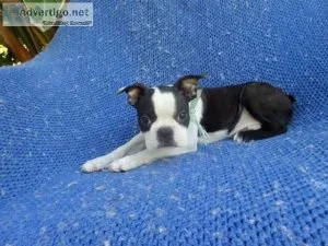 Boston Terrier Puppies