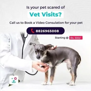 Veterinary Doctor In Delhi For Affordable Prices - Monkoodog